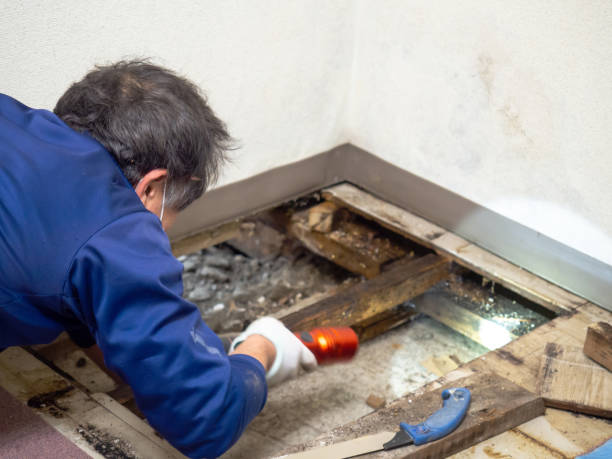 Best Industrial Mold Remediation in New Ellenton, SC