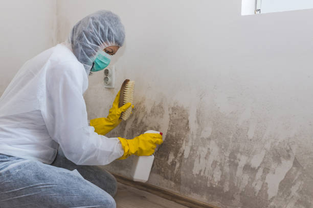Best DIY Mold Remediation Support Services in New Ellenton, SC