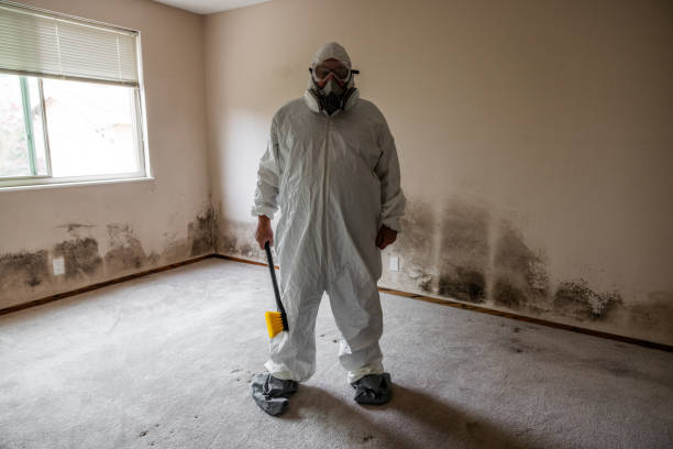 Best Attic Mold Remediation in New Ellenton, SC